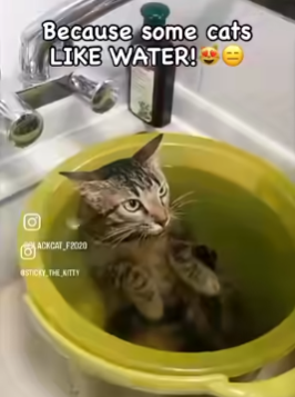 wasser-katzen